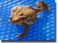 Wildlife to see when on holiday in South France
